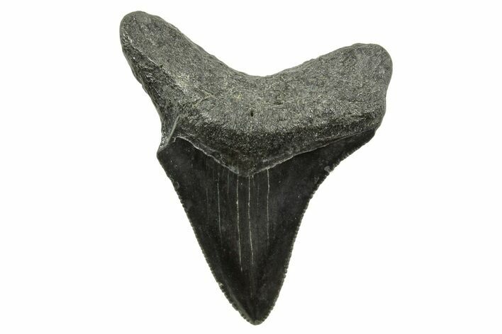 Serrated, Juvenile Megalodon Tooth - South Carolina #375956
